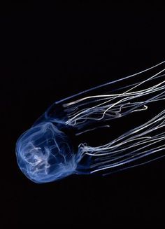 a blue jellyfish floating in the dark water