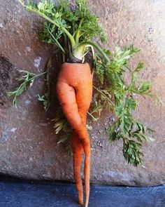 there is a carrot that has been placed on the wall and it's roots are growing out of it