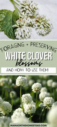 white flowers with the words foraging and preserving white clover blossoms and how to use them