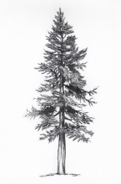 a pencil drawing of a tall pine tree