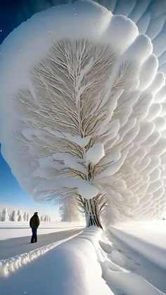 a person standing in the snow next to a tree with its branches covered in snow