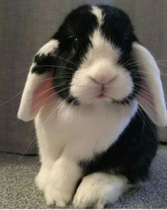 a black and white rabbit sitting on the floor