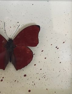 a red and black butterfly sitting on top of a white surface with lots of brown spots