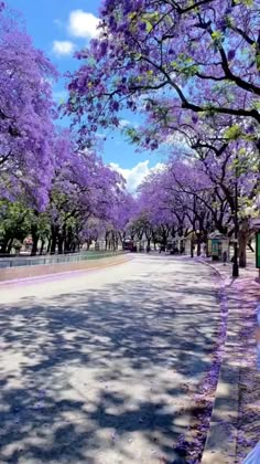 purple trees line the street in front of a fence