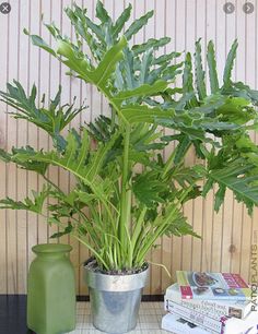 a potted plant sitting on top of a table next to books and a vase