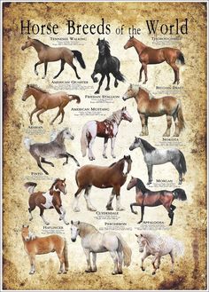 an old poster with horses in different colors