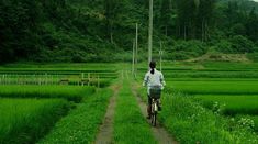 a person riding a bike down a dirt road in the middle of a lush green field