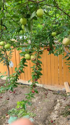 an apple tree with lots of green apples growing on it's branches in front of a wooden fence