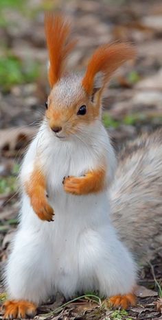 a red and white squirrel standing on its hind legs