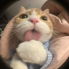 an orange and white cat sticking its tongue out