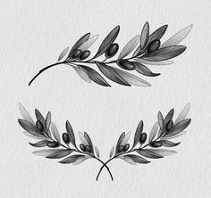 an olive branch with leaves and berries drawn in black ink on white watercolor paper