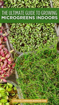 the ultimate guide to growing microgreens indoors