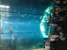 a group of people standing in front of an aquarium