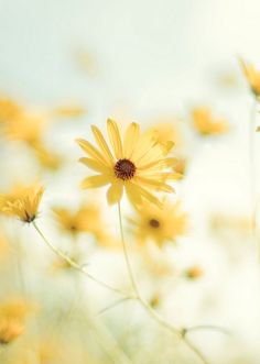 some yellow flowers are growing in the grass