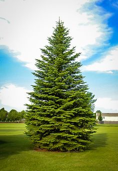 a very tall pine tree sitting in the middle of a green field next to a fire hydrant