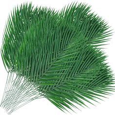 green palm leaves are arranged in the shape of a heart on a white background photo