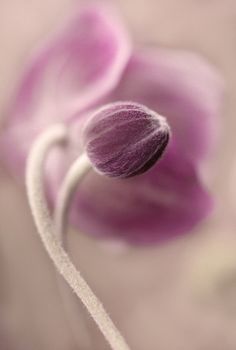 a close up view of a purple flower