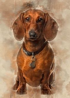 a brown dachshund sitting on top of a white floor