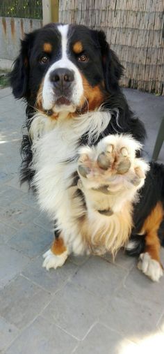 a black and white dog is sitting on the ground with its paw in front of it's face