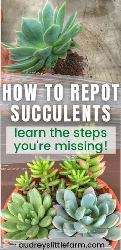 three succulents in pots with text overlay how to report succulents learn the steps you're missing