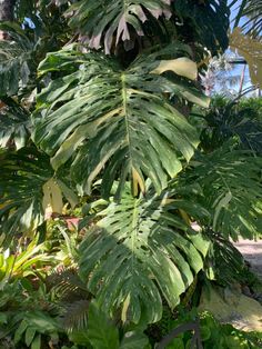 a large green leafy plant in the middle of some trees