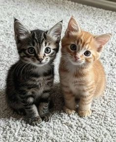 two small kittens sitting next to each other on the floor