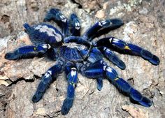 a blue and white taradabe sitting on top of a tree branch in the forest