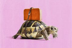 a tortoise with a suitcase on its back sitting on top of it's head