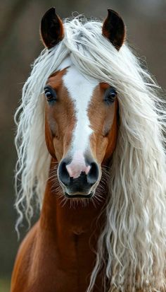 a brown and white horse with long blonde hair on it's head looking at the camera