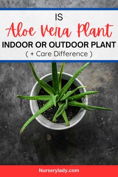 an aloe vera plant in a pot with text overlay that reads, is aloe vera plant indoor or outdoor plant care