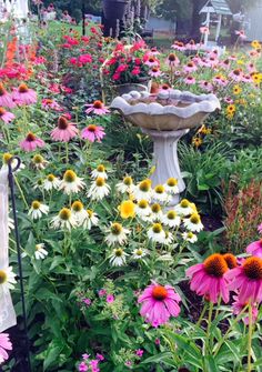 a garden filled with lots of flowers next to a bird bath