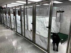 a black dog standing in front of some glass doors