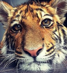 a close up of a tiger's face with the words i you on it