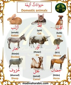 animals and their names in english with pictures for each animal's body, including an effile