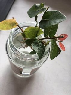 a glass jar filled with water and leaves