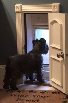 a small black dog standing in front of an open door