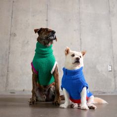 two dogs wearing sweaters sitting next to each other