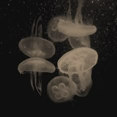 some jellyfish are floating in the water