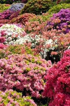 many different types of flowers are in the bushes and on the ground, all blooming