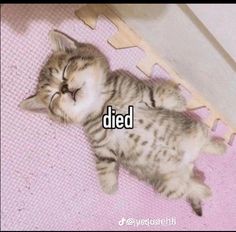 a kitten laying on top of a pink rug next to a white wall with words written below it