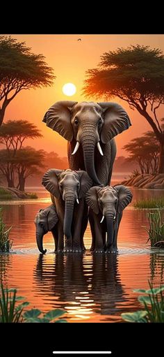 three elephants are standing in the water at sunset