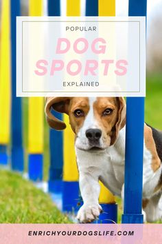 a dog standing behind a blue and yellow pole with the words popular dog sports explain