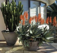 two large potted plants sitting on top of a patio