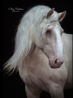 a white horse with long hair standing in front of a black background