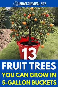 an orange tree with the title 13 fruit trees you can grow in 5 gallon buckets