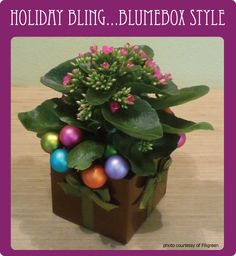 a box filled with lots of colorful eggs sitting on top of a wooden table next to a potted plant