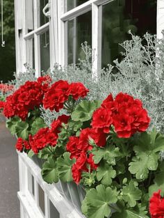 some red flowers are in a window box