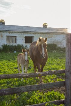 two horses are standing in the grass behind a wooden fence with a barn in the background