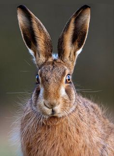 a close up of a brown rabbit's face with blue eyes and long ears