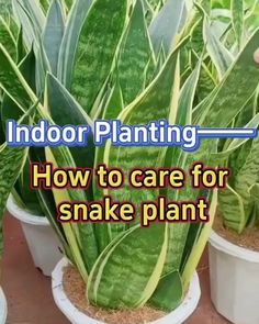 indoor planting how to care for snake plant in the garden or yard with text overlay